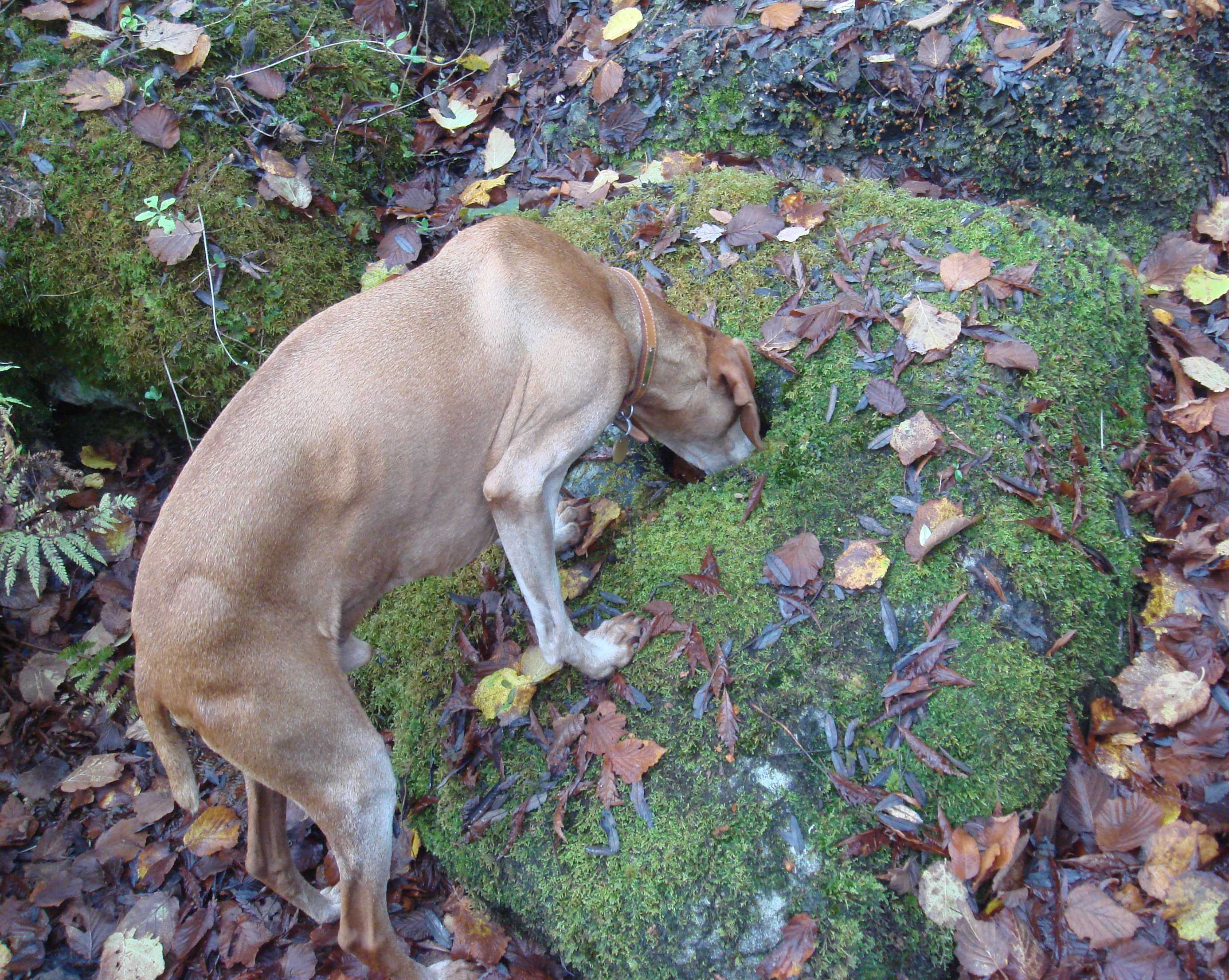 Vizla drinking from font stone at Abriachan Nurseries